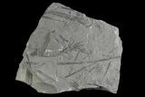 Pennsylvanian Fossil Horsetail (Annularia) Plate - Kentucky #176787-1